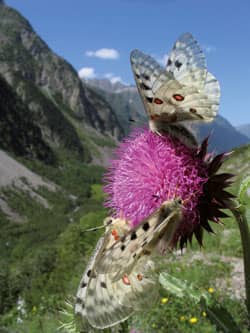 Parc des Ecrins papillon