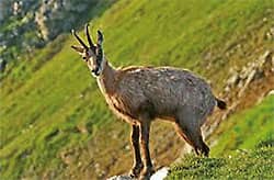 Parc des Ecrins, nature sauvage